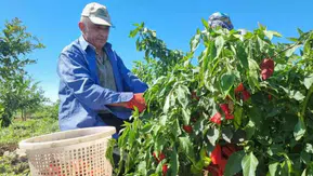 Tarladan 7 liraya çıktı, rafta 200 lira oldu: Bakanlıktan yeni ifşa