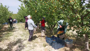 Turfanda kayısı hasadı başladı: Beklentiler yüksek