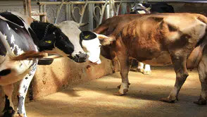 Şah hastalığıyla mücadele mi hayvanlara işkence mi: Küflü domates yedirip, idrar içiriyorlar