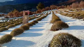 Konya'nın barajlarına can geldi: Son yağışlar şehre umut oldu