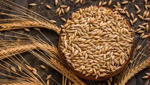 Kuraklık, Anadolu'daki çiftçileri arpa ekimine yöneltti