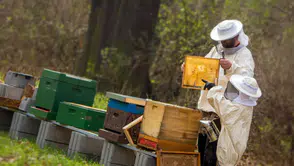 Sahte bala önlem: Artık herkes arıcılık yapamayacak