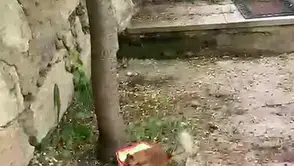 Protestocu sincap ile vatandaşın diyalogu gülümsetiyor