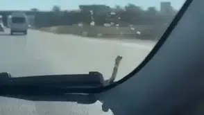 Seyir halindeki aracın kaputunda yılan paniği