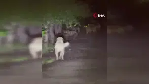 Sahipsiz köpekler ile ayıların kavgası kamerada