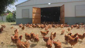 Dört beyaz et şirketinin kayyum kararı iptal edildi