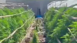 Bu da uyuşturucu serası: Polis de gördüklerine inanamadı