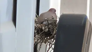 Kumru kamyona yuva yapınca, şoför kontağı kapattı