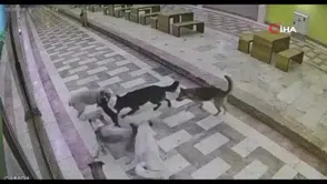 Kahraman kedi yavrusu: 6 köpeğe karşı kendisini böyle savundu