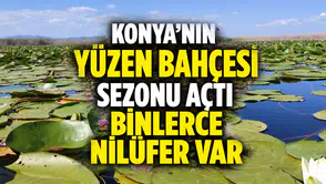 Konya'nın yüzen bahçesi çekim merkezi oldu: Nilüferler hayran bırakıyor