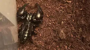 Tarantula, yılan, akrep, iguana: Afrika savanası gibi ev