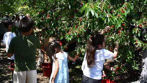Nasreddin Hoca diyarında "Kiraz Hasat Şenliği" coşkusu yaşandı