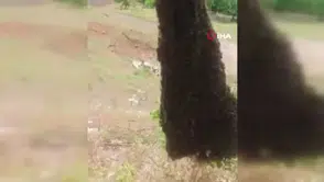 Arılar ağaçta oğul verdi: Dallar arıların ağırlığıyla eğildi