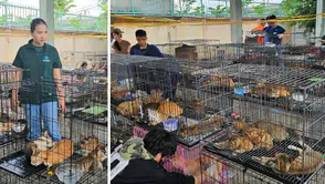 Korkunç kedi operasyonu: Yüzlerce çalıntı hayvan kesilmekten son anda kurtarıldı