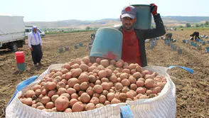 Kilosu 60 TL olan patatesin ateşini söndürecek hasat başladı