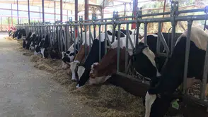 O sertifika yoksa besi çiftlikleri kapatılıyor: Besiciler için yeni dönem