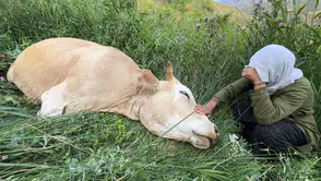 Böyle acı görülmedi: İneğine sarılıp saatlerce ağladı
