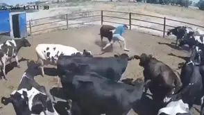 Konya'da boğanın saldırdığı besici büyük tehlike atlattı, o anlar kamerada