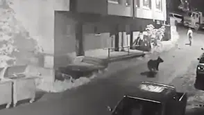 Ayıdan canını zor kurtardı: O kaçtı ayı böyle kovaladı
