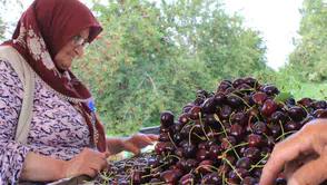 Konya'nın eşsiz aromatik kirazı ABD ve Avrupa'nın gözdesi