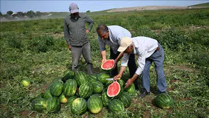 Arpa, karpuz ve mısır eken çiftçi 'yanacak': İşte risk grubundaki çiftçiler