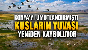 Konya'yı umutlandırmıştı: Kuşların yuvası yeniden kayboluyor