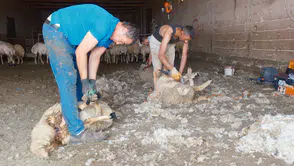 Yaz sezonunda gelirleri genel müdür maaşını aratmıyor