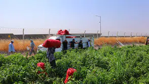 Salçalık biber fiyatlarını düşürecek hamle: Hasat başladı, kilosu 25 TL