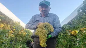 Dev üzüm salkımı: Herkes kilosunu tahmin etmeye çalışıyor