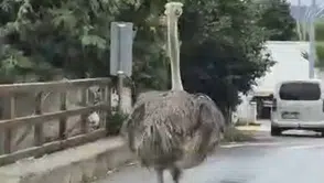 Firari devekuşu: Şehir trafiğinde ortalığı birbirine kattı