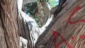 Konya'da 2005 yaşındaki Ardıç ağacına yeni saldırı: Vandallık sınır tanımıyor