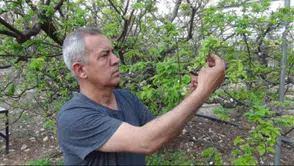 Dalından kavanoza: 4 liralık tatlı