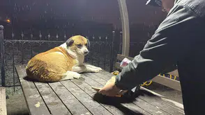 Kamelyaya sığınmıştı: Gazetecilerden duyarlı davranış