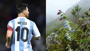 Messi artık bir bitkide yaşayacak