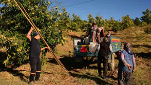 Üç ay kuyuda bekletiliyor: Lezzeti damak çatlatıyor