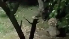 Ayı elma ziyafetine çıktı, ev sahibinin sözleri güldürdü