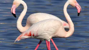 Konya'nın nazar boncuğu: Kuruma tehlikesi yaşanan Tuz Gölü yeniden canlandı