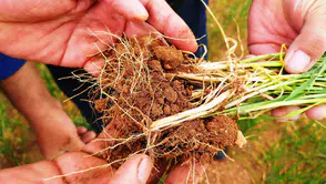 Konyalılar dikkat hastalık kapıda: Çiftçilere kritik uyarı geldi