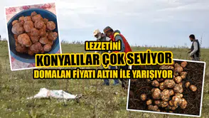 Lezzetini Konyalılar çok seviyor: Domalan fiyatı altın ile yarışıyor