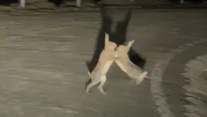 Anlaşamayan tavşanların kavgası herkesi güldürüyor