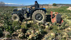 Gıda üretiminde çarpık tablo: Tarlada çürüyor, markette cep yakıyor