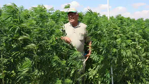 Konya o listede: Kenevir üretiminde kota dönemi