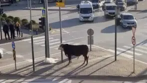 İnek firarda: Vatandaş spiker oldu o anları anlattı