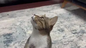 Dört yıldır kusan kedi Mustafa'nın midesinden çıkan herkesi şaşırttı