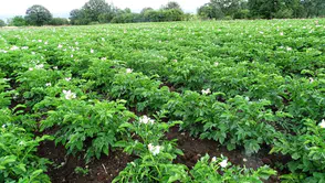 Çiftçilere 'Bitki Pasaportu' uyarısı geldi