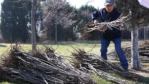 Konyalı çiftçilere Ayva, cennet hurması, kestane ve ceviz dağıtılacak