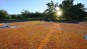 Konya'daki üniversite Malatya Kayısısı için harekete geçti