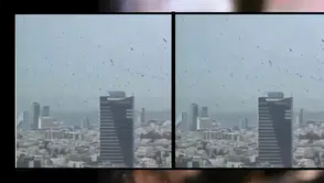 İsrail'de gökyüzünü kara kargalar kapladı: 'Uğursuzluk' dediler