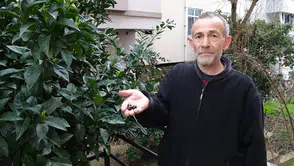 İlk kez böyle oldu: Mevsimine 3 ay kala meyve hasadı