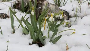 Konya'ya beyaz sürpriz: Mart karı kardelenleri yeniden beyaza bürüdü